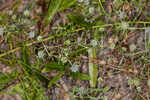 Fragrant eryngo